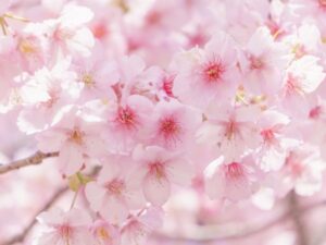 満開に咲く淡く優しい桜の花