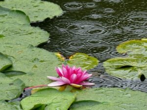 波紋を広げる水面に鮮やかに咲く一輪の蓮