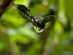 こぼれ落ちそうな透き通った雨露