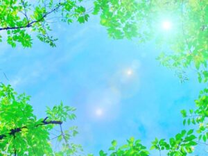 葉の隙間から差し込む青空と光